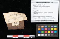 Foto (Objekt + Etikett) von Chondrites ambiguus Ettingshausen (NHMW-GEO-2024-0188-0098)